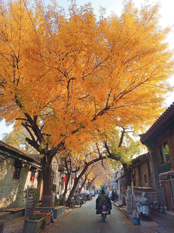 CHINA, HARMONY OF COLOURS BY ANNETTE MORHENG