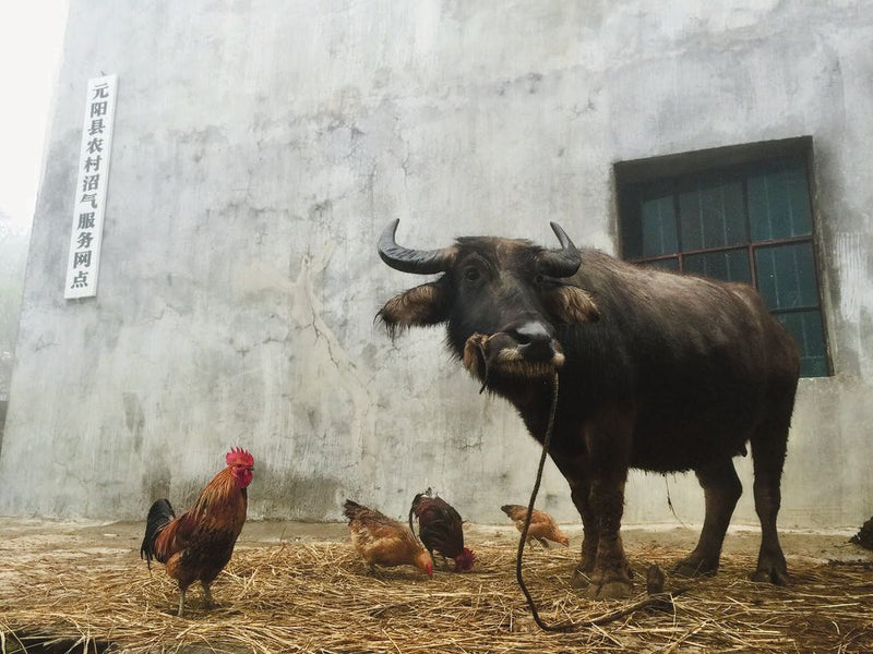 CHINA, HARMONY OF COLOURS BY ANNETTE MORHENG