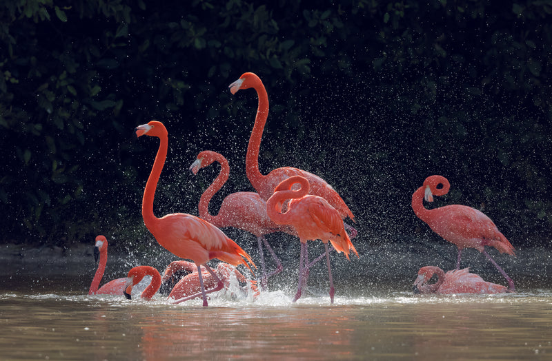 FLAMINGO BY CLAUDIO CONTRERAS KOOB