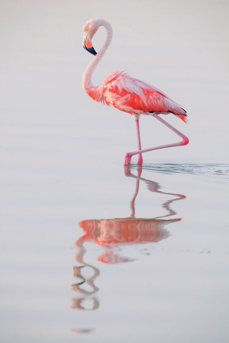 FLAMINGO BY CLAUDIO CONTRERAS KOOB